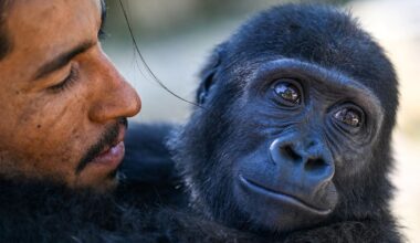 Scientists Tickled Gorillas And Found An Old Clue To How Humans Learned Speech