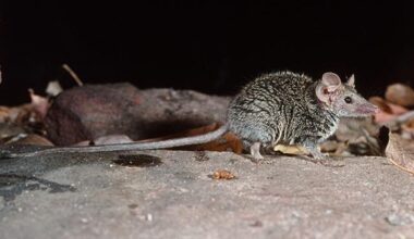 ‘Cutest and fiercest’ new mammal discovered in Australia