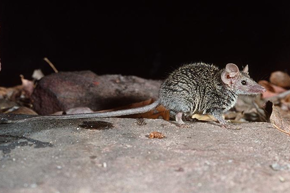 ‘Cutest and fiercest’ new mammal discovered in Australia