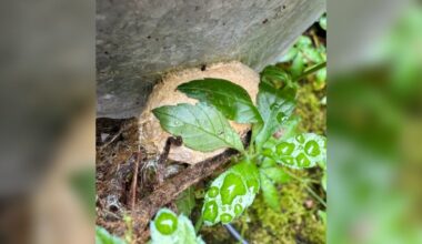 Gardener Watches Cocoon In Her Backyard For 10 Months — Then A Miracle Happens