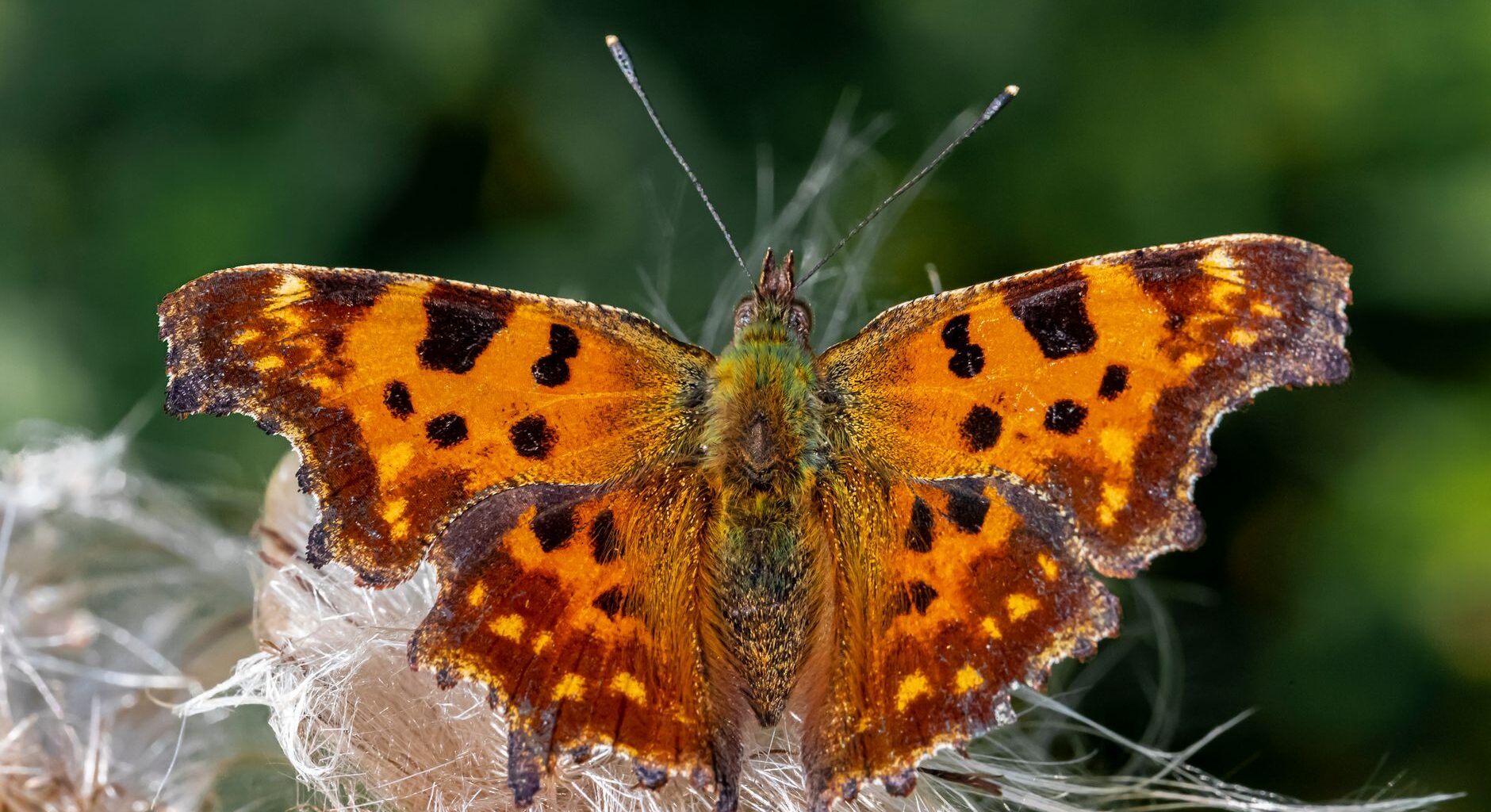 Edinburgh's favourite butterflies revealed - The Edinburgh Reporter