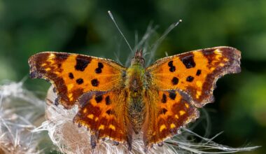 Edinburgh's favourite butterflies revealed - The Edinburgh Reporter