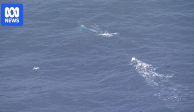 Satellite tracker monitors humpback whale entangled in rope and buoys off Sydney
