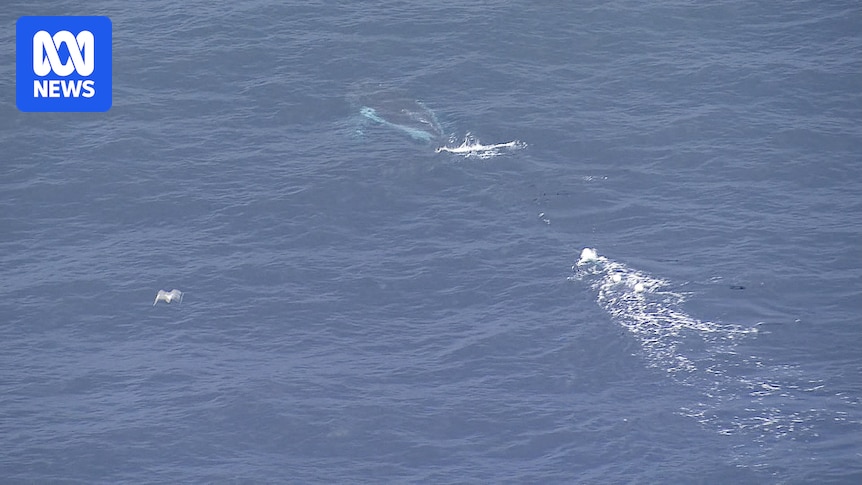Satellite tracker monitors humpback whale entangled in rope and buoys off Sydney