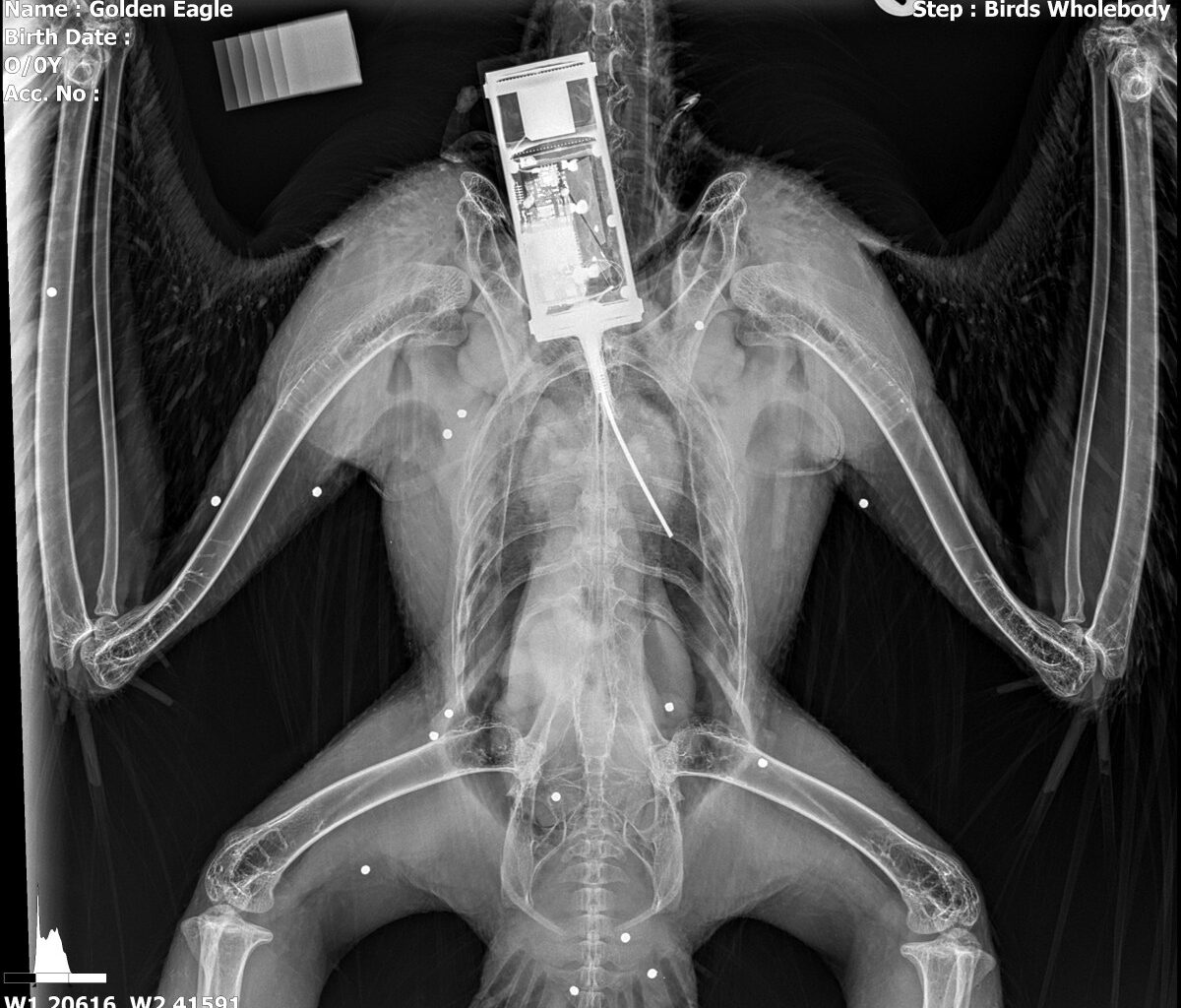 Another young satellite-tagged Golden Eagle from south Scotland translocation project found injured with 17 shotgun pellets embedded in wings & body