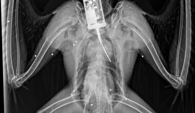Another young satellite-tagged Golden Eagle from south Scotland translocation project found injured with 17 shotgun pellets embedded in wings & body