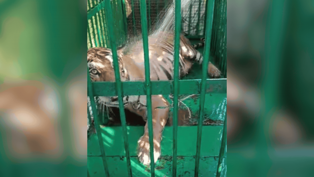 Tigress dies as tranquilisation operation goes wrong in UP; cubs missing, probe on | Bareilly News