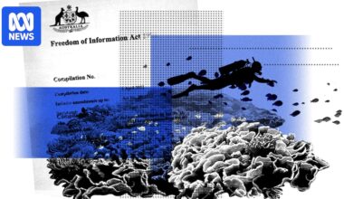 'Systemic racism' claims identified in buried reef authority review