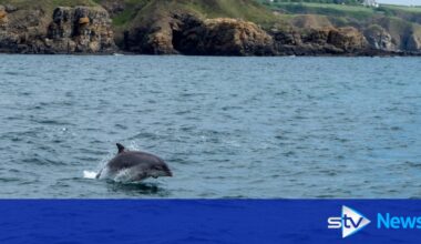 Hunt for vessel flying Norwegian flag launched after pod of dolphins 'harassed' in Moray Firth