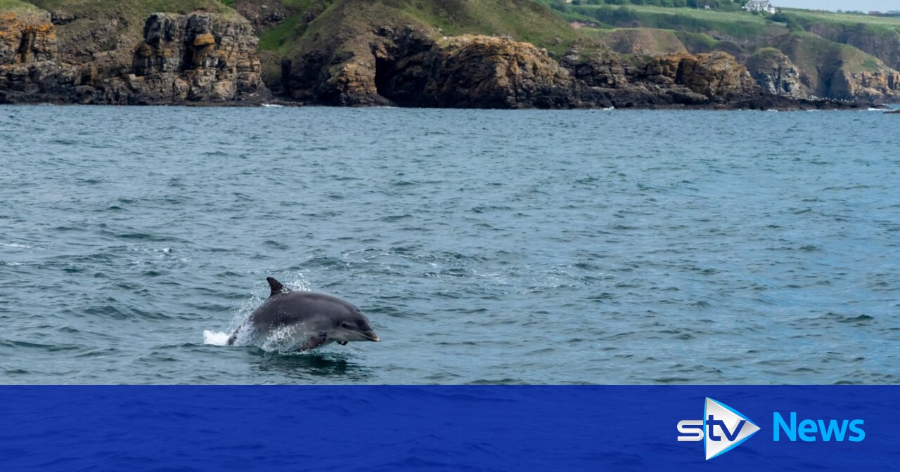 Hunt for vessel flying Norwegian flag launched after pod of dolphins 'harassed' in Moray Firth