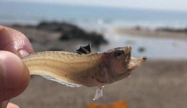 Venomous weever fish warning issued for Norfolk beaches