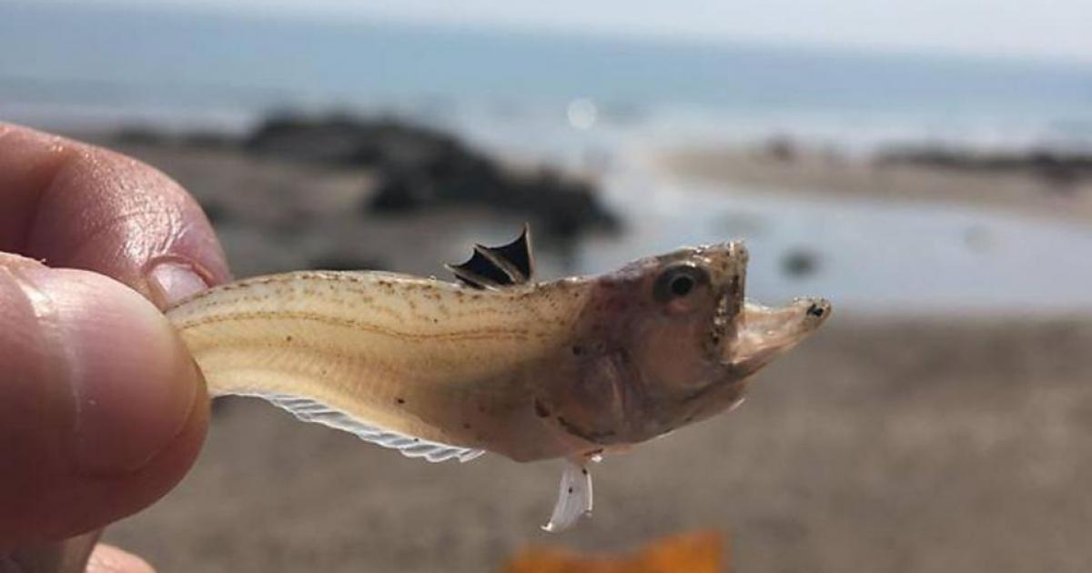 Venomous weever fish warning issued for Norfolk beaches