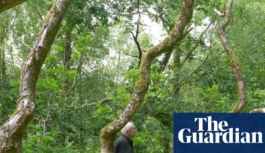 Country diary: For the beloved Ash Dome, death is not the end | Trees and forests