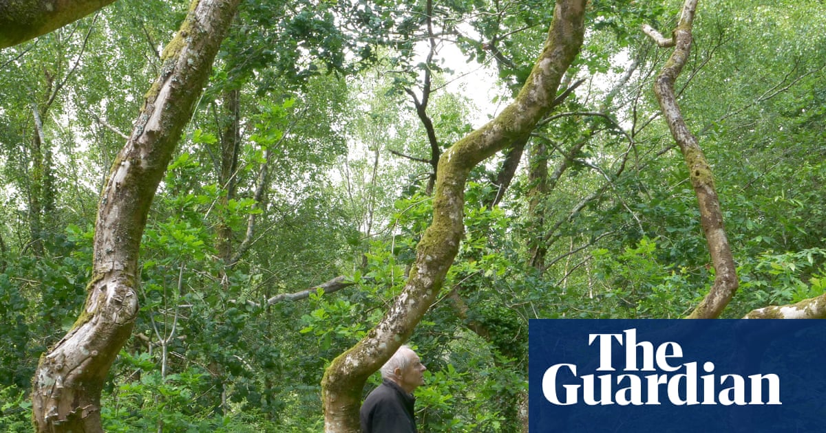 Country diary: For the beloved Ash Dome, death is not the end | Trees and forests