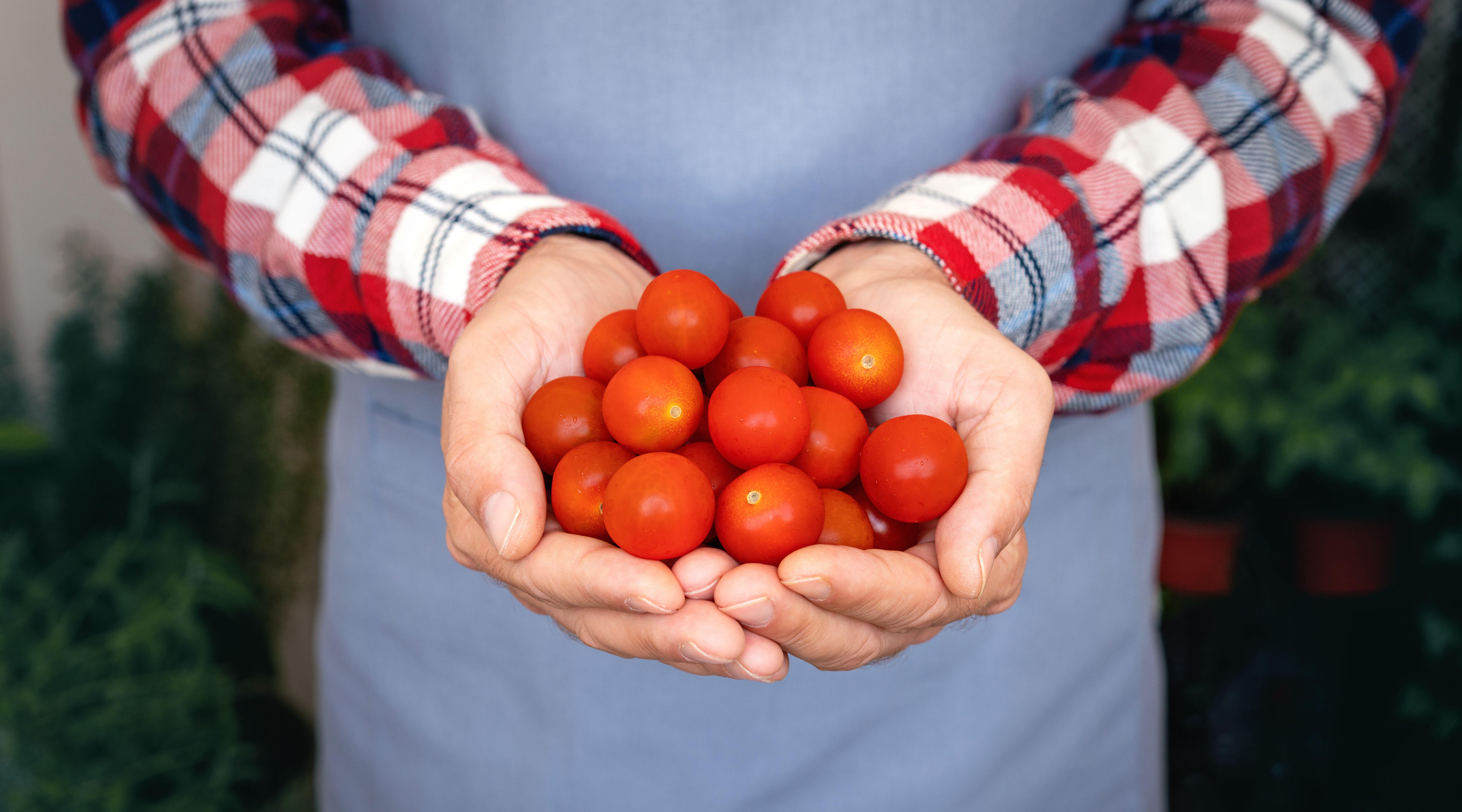 Tomatoes contain vitamins C, A, K, potassium, folate, and fibre