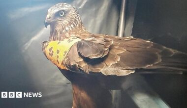 A bird of prey, a marsh harrier, stood up looking at the camera. The bird is brown and grey coloured with black wing tips. It has an orange bandage covering its wing.