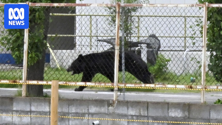 Japan's bear attacks are breaking records and spilling into big cities