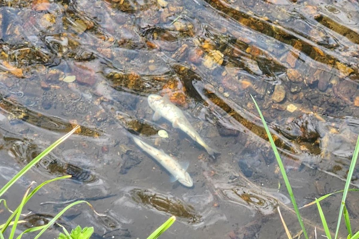 Hundreds of fish were found dead in a river.