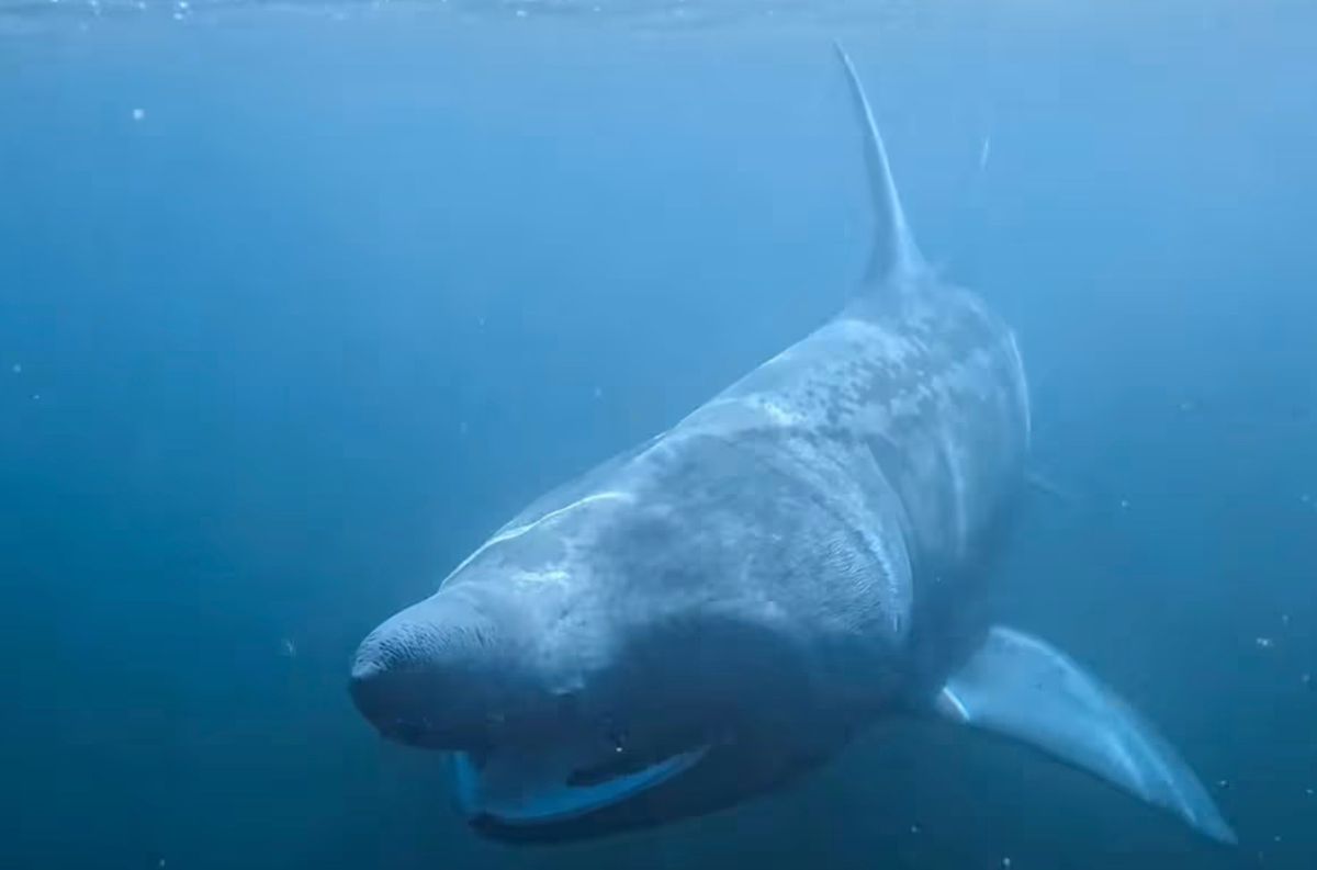 Shark