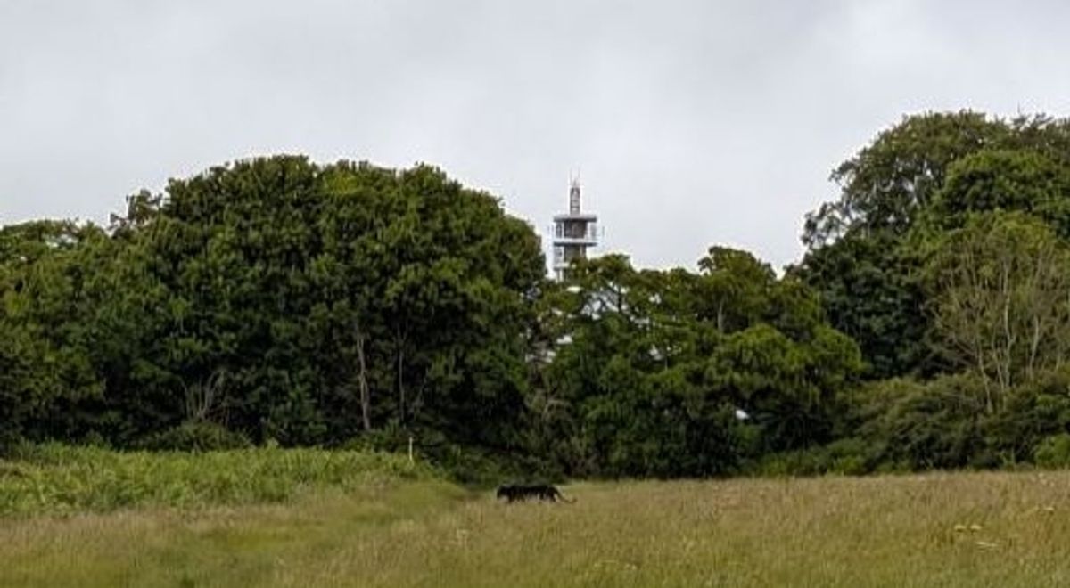 An image submitted to the Bristol Post that was said to have been taken on Purdown Open Space, just before 9am on Friday, June 12, 2026. It claims to show what appears to be a big cat walking towards the undergrowth between the Open Space and the allotments, just to the east of Lockleaze