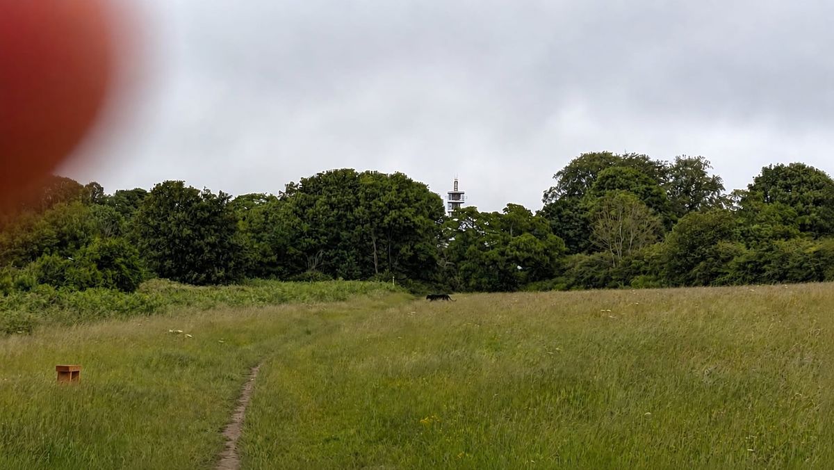 The full image submitted to the Bristol Post that was said to have been taken on Purdown Open Space, just before 9am on Friday, June 12, 2026. It claims to show what appears to be a big cat walking towards the undergrowth between the Open Space and the allotments, just to the east of Lockleaze