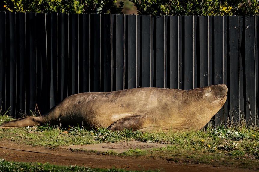 Neil the Seal, a juvenile elephant seal seen by a roadside in a suburban seaside neighbourhood.
