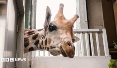Stanley, a young male giraffe, peers out from the side of his enclosure. He has distinctive brown patches across his neck and face, and two small horns.