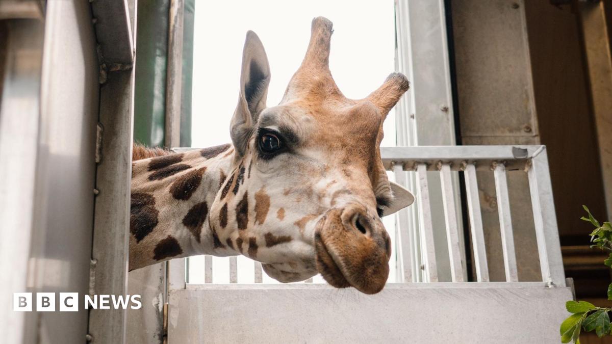 Stanley, a young male giraffe, peers out from the side of his enclosure. He has distinctive brown patches across his neck and face, and two small horns.
