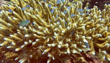 Scientists identify 166,000 sq km of coral reef capable of surviving climate crisis
