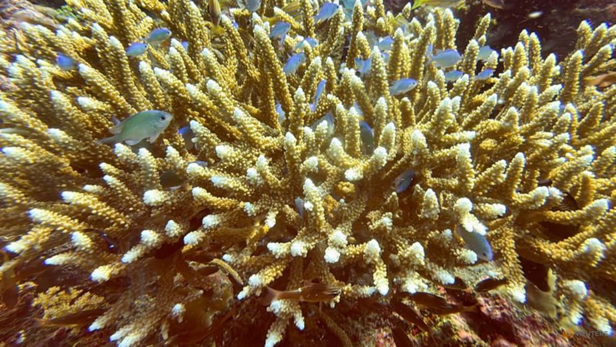 Scientists identify 166,000 sq km of coral reef capable of surviving climate crisis