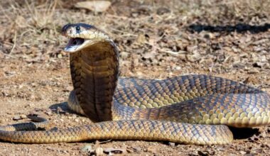 World's most venomous snake found out in Wiltshire