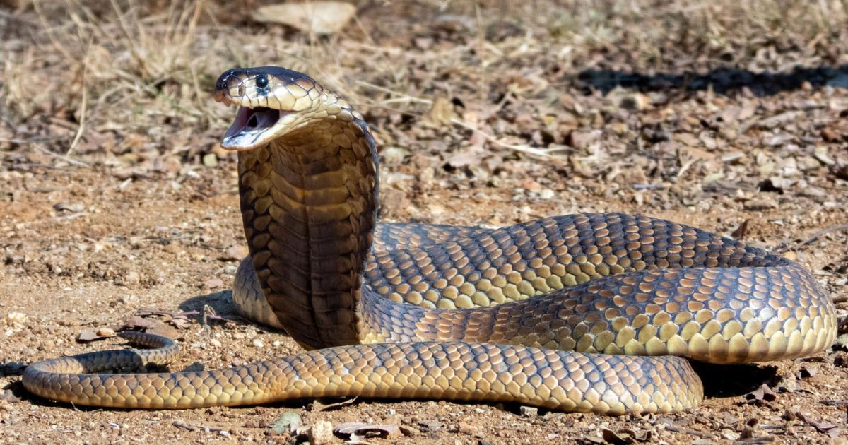World's most venomous snake found out in Wiltshire