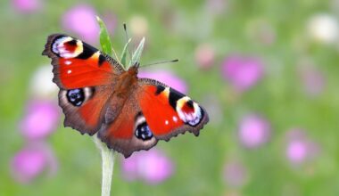 Peacock crowned Britain’s favourite butterfly in poll