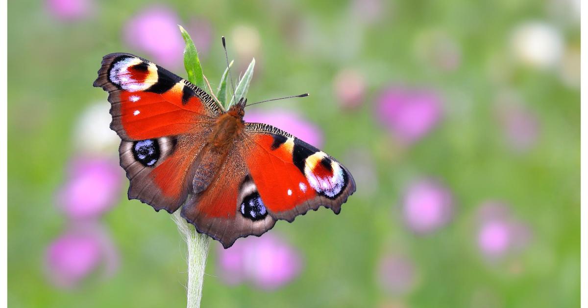 Peacock crowned Britain’s favourite butterfly in poll