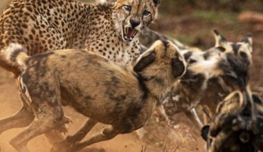 Bishop Auckland photographer shows Wild Africa in Darlington