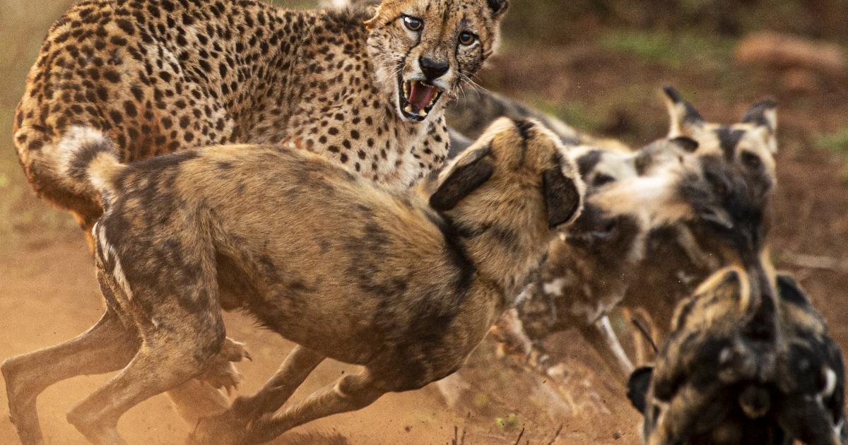 Bishop Auckland photographer shows Wild Africa in Darlington