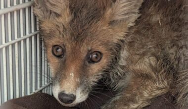 Isle of Wight fox cub trapped in drain for five days rescued
