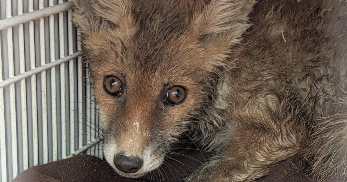 Isle of Wight fox cub trapped in drain for five days rescued