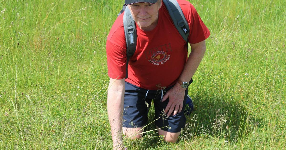Warrington bee orchids bloom after No Mow May campaign