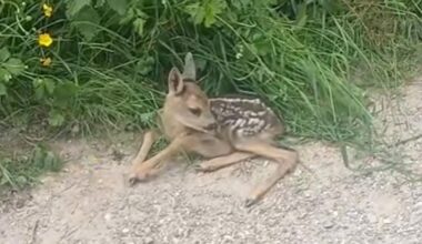 Fawn rescued from roadside near Clay Pigeon Raceway