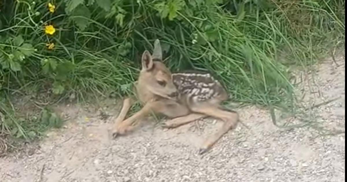 Fawn rescued from roadside near Clay Pigeon Raceway
