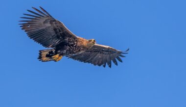 Conservationists 'shocked' by disappearance of eagle