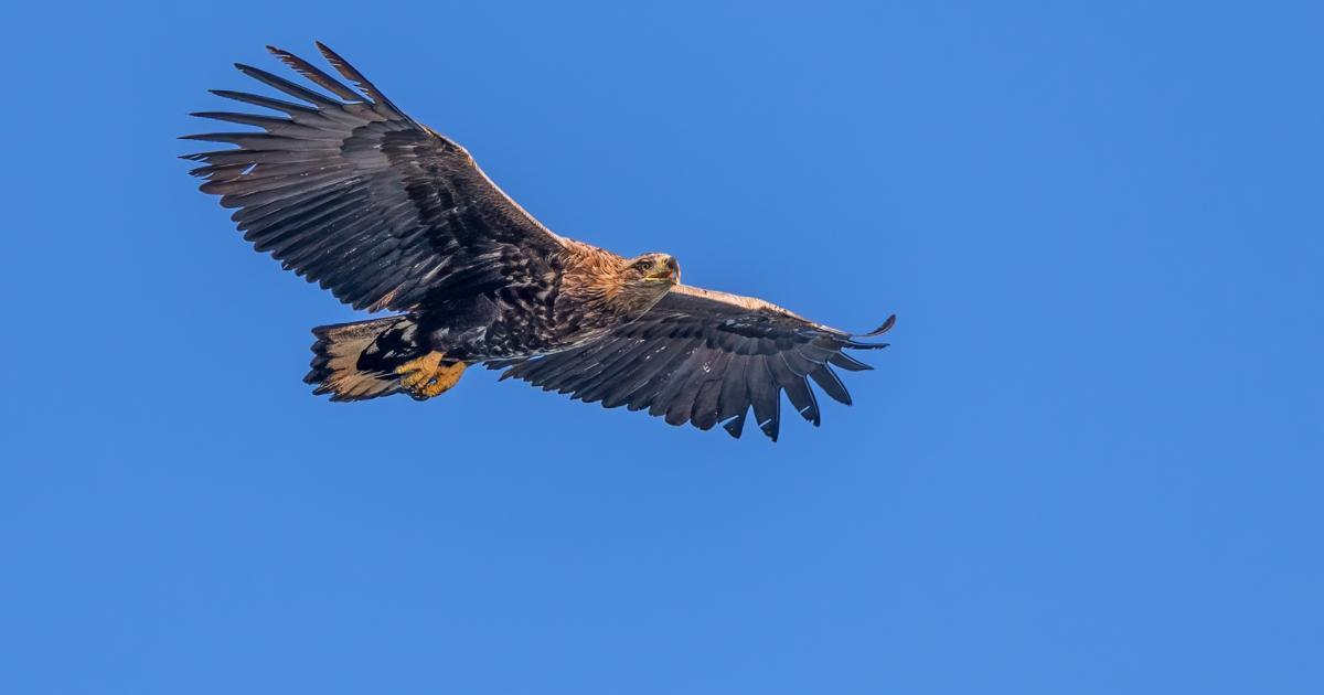 Conservationists 'shocked' by disappearance of eagle