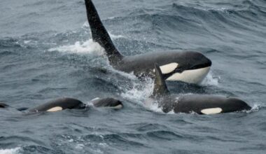Orca pod filmed hunting dolphins near Oban in rare Scottish sighting