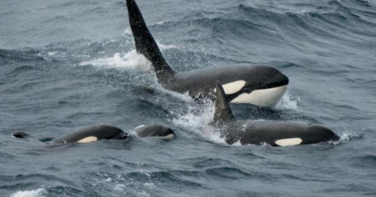 Orca pod filmed hunting dolphins near Oban in rare Scottish sighting