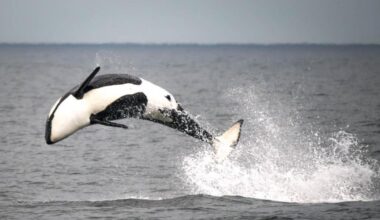 Stunning pictures of orcas breaching in the Farne Islands