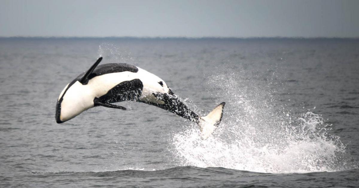 Stunning pictures of orcas breaching in the Farne Islands
