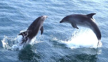 Dolphins wow passengers on boat trip of Weymouth Bay