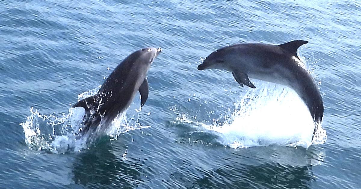 Dolphins wow passengers on boat trip of Weymouth Bay