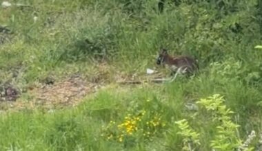 Escaped wallaby still loose in Consett, County Durham